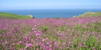 spring_flowers